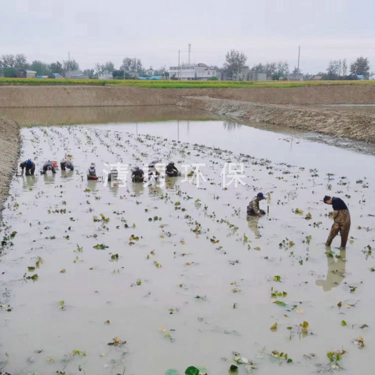 蚌埠五河睡蓮種植